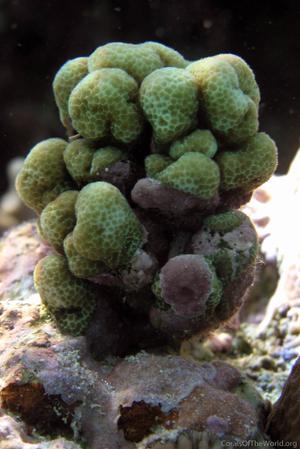 CotW: Porites randalli