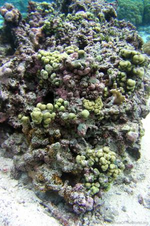 CotW: Porites randalli
