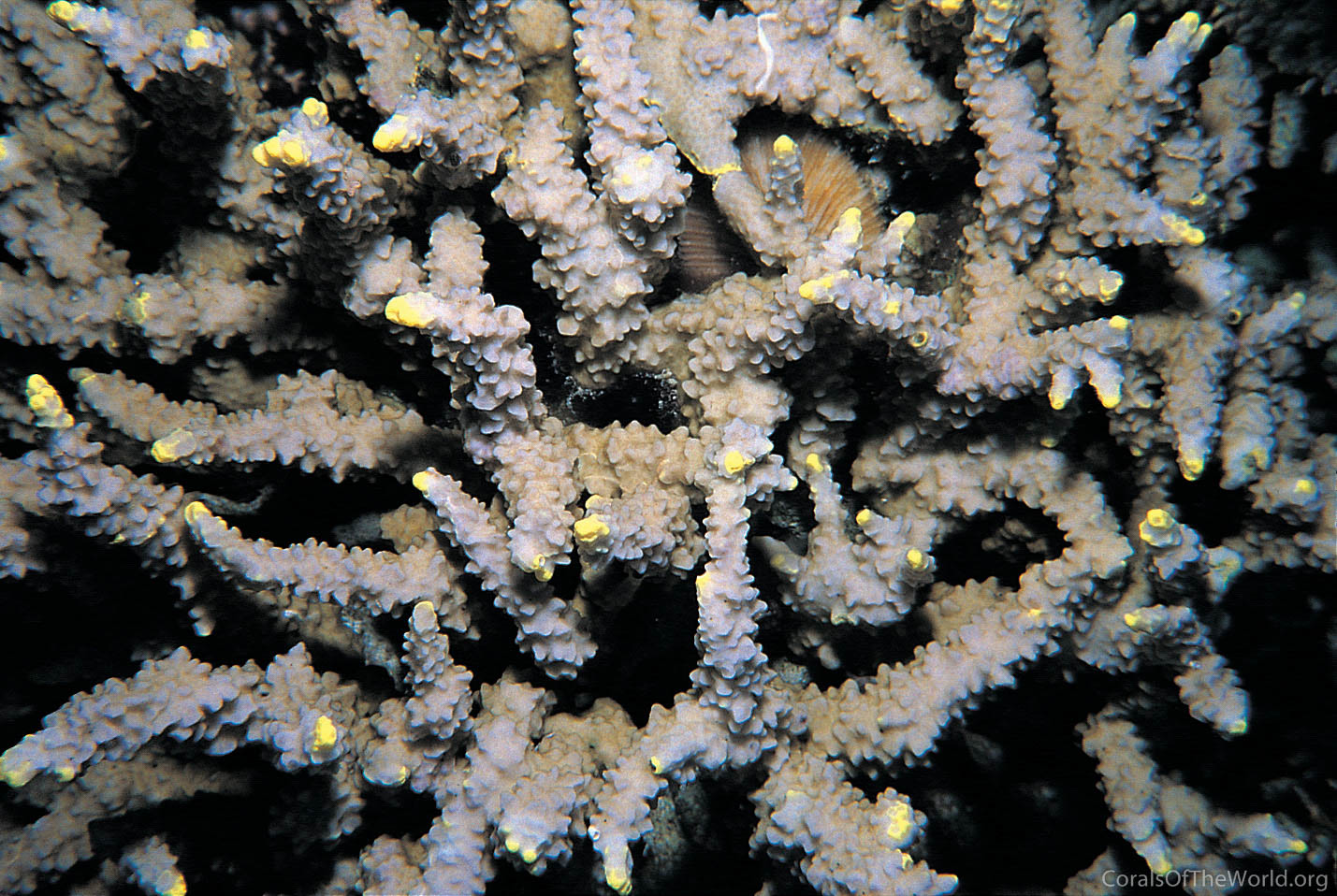 Porites rugosa
