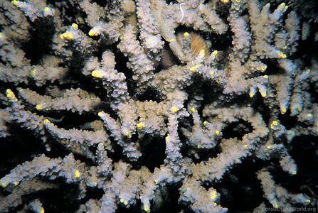 CotW: Porites rugosa