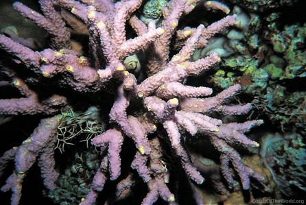 CotW: Porites rugosa