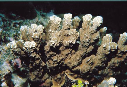 CotW preview: Porites rus