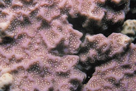 CotW: Porites rus