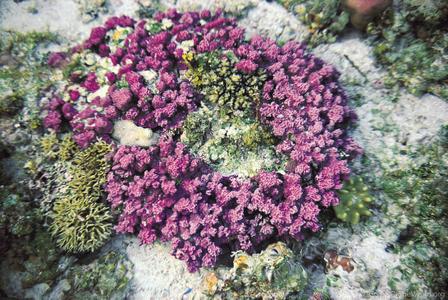 CotW: Porites rus