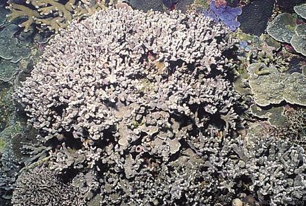 CotW: Porites rus
