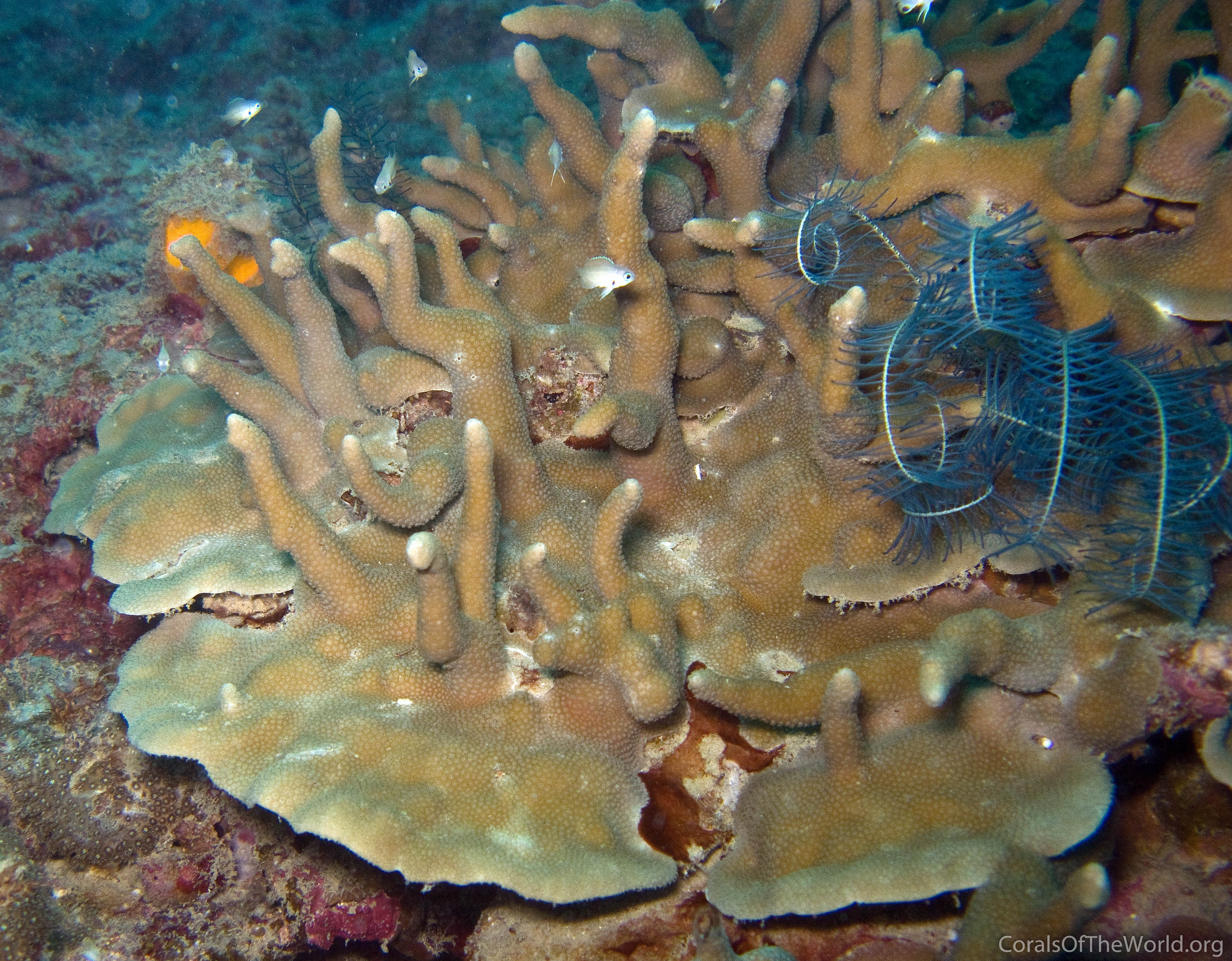 Porites sillimaniana