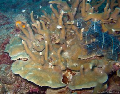 CotW preview: Porites sillimaniana