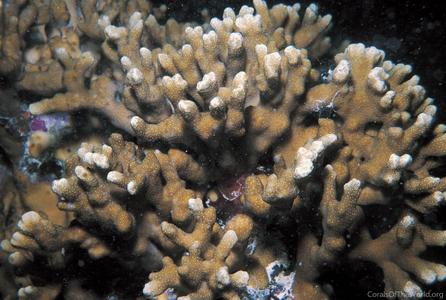 CotW preview: Porites sillimaniana