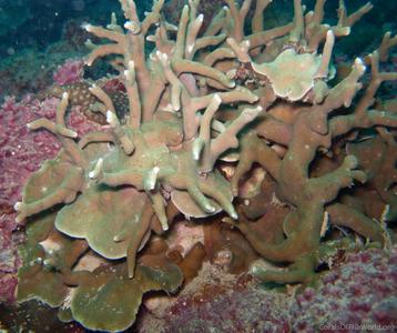CotW: Porites sillimaniana