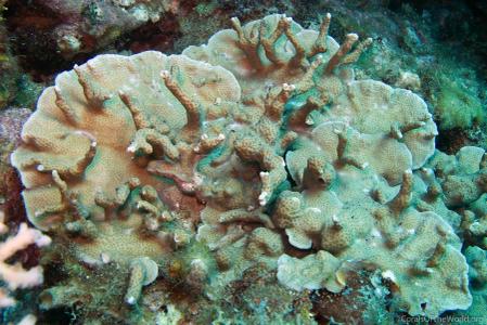 CotW: Porites sillimaniana