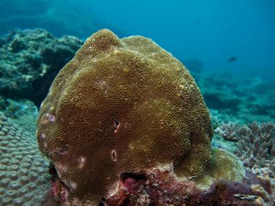 CotW preview: Porites solida
