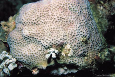 CotW: Porites solida
