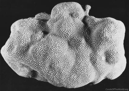 CotW: Porites solida