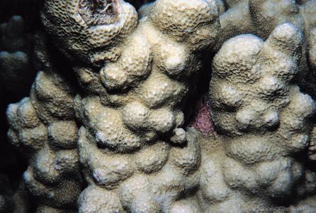 CotW preview: Porites somaliensis