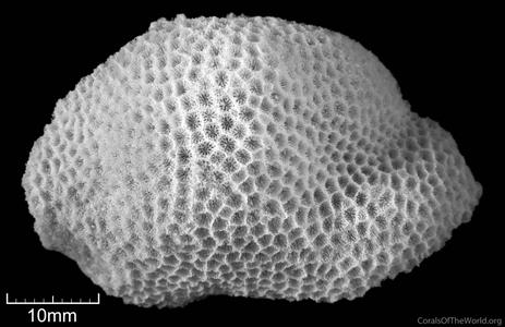 CotW preview: Porites somaliensis