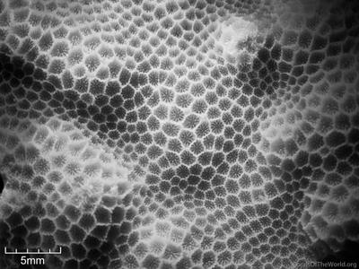CotW: Porites somaliensis