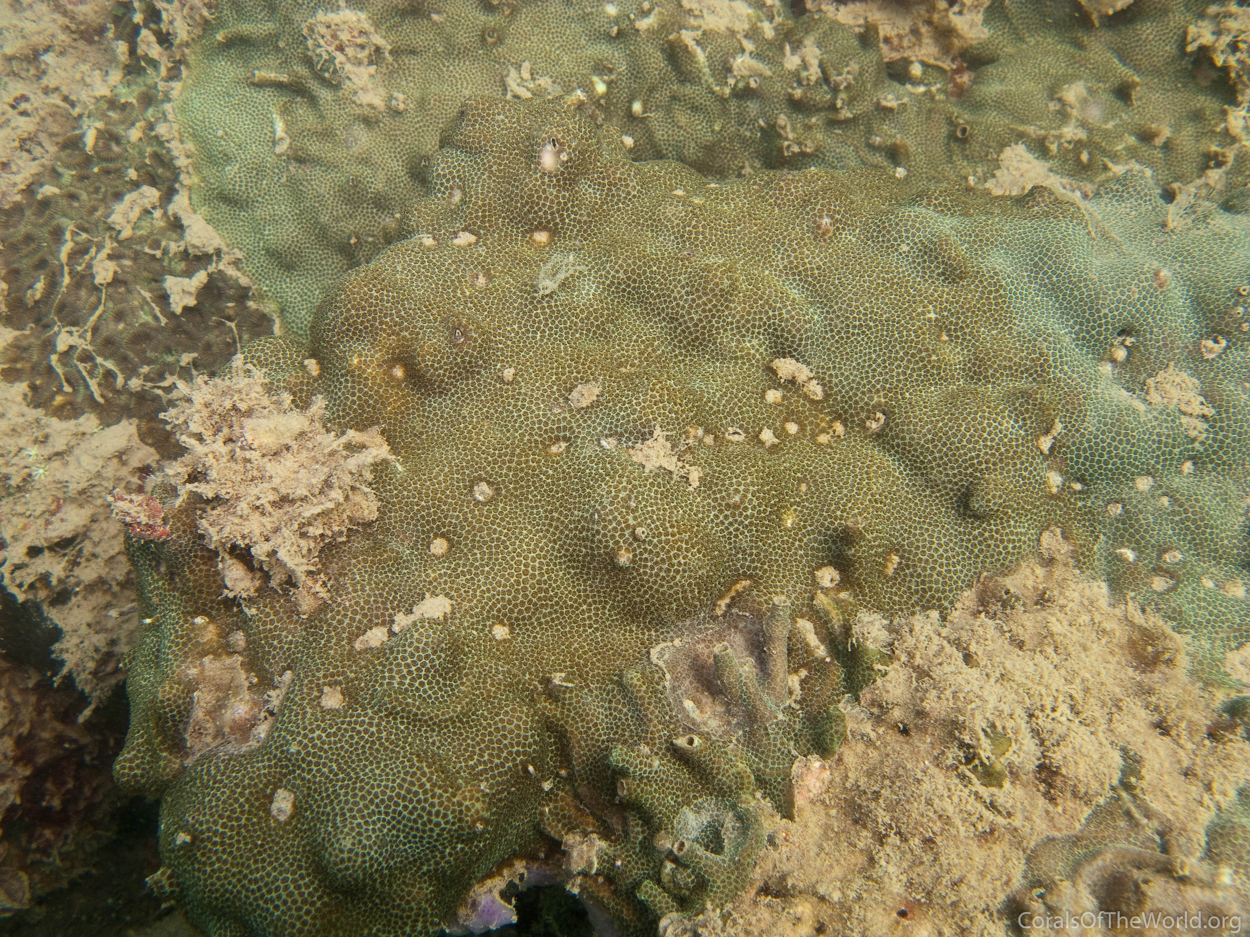 Porites stephensoni