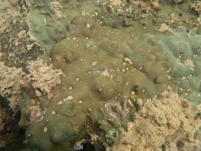 CotW: Porites stephensoni