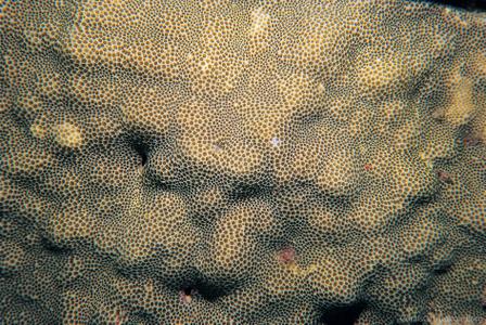 CotW: Porites stephensoni