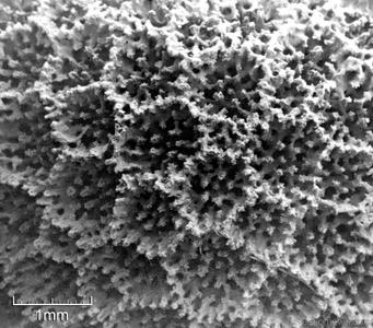 CotW: Porites stephensoni