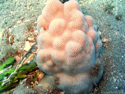 CotW preview: Porites studeri