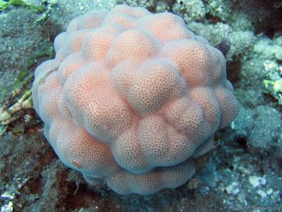 CotW: Porites studeri