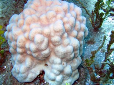 CotW: Porites studeri