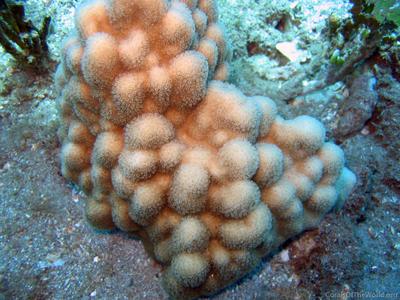 CotW: Porites studeri