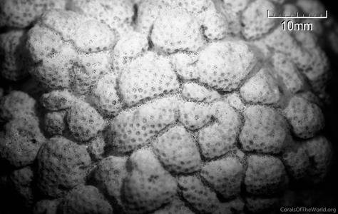 CotW preview: Porites superfusa