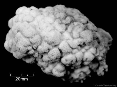 CotW: Porites superfusa