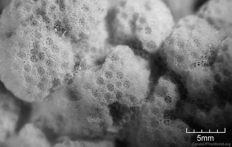 CotW: Porites superfusa