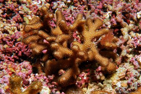 CotW: Porites sverdrupi