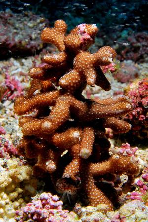 CotW: Porites sverdrupi