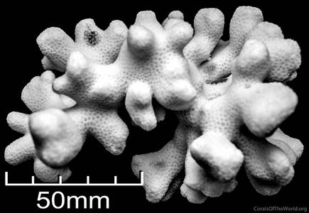 CotW: Porites sverdrupi