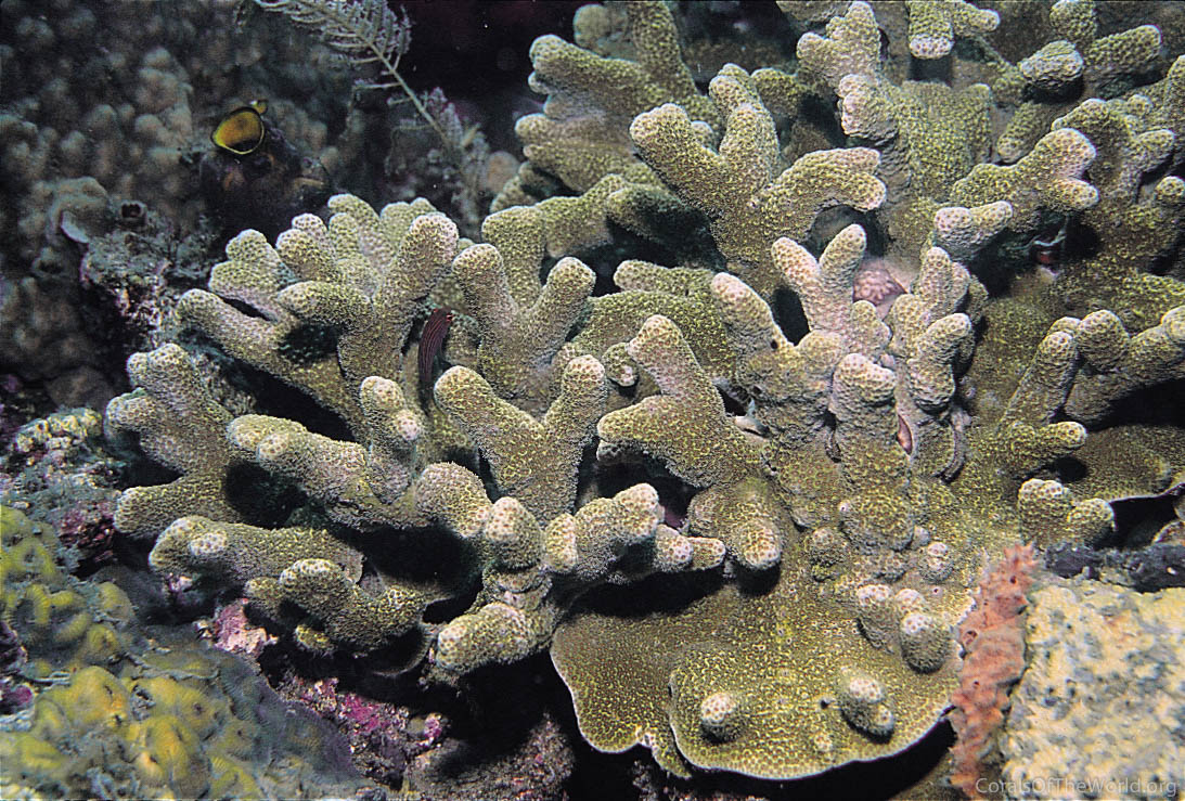 Porites tuberculosa
