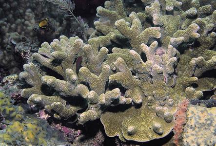 CotW: Porites tuberculosa