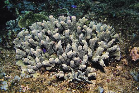 CotW: Porites tuberculosa