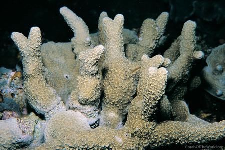 CotW: Porites tuberculosa