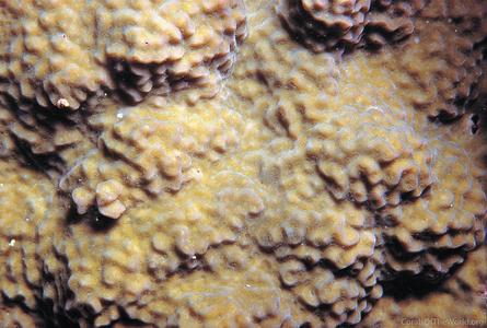 CotW preview: Porites vaughani