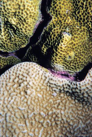 CotW preview: Porites vaughani