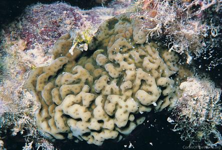 CotW: Porites vaughani
