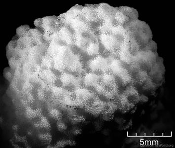 CotW: Porites vaughani