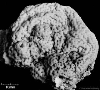 CotW: Porites vaughani