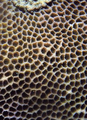 CotW preview: Poritipora paliformis