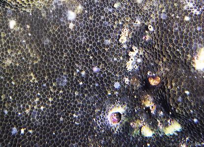 CotW: Poritipora paliformis