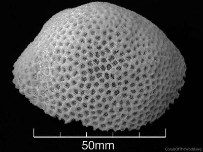 CotW: Poritipora paliformis