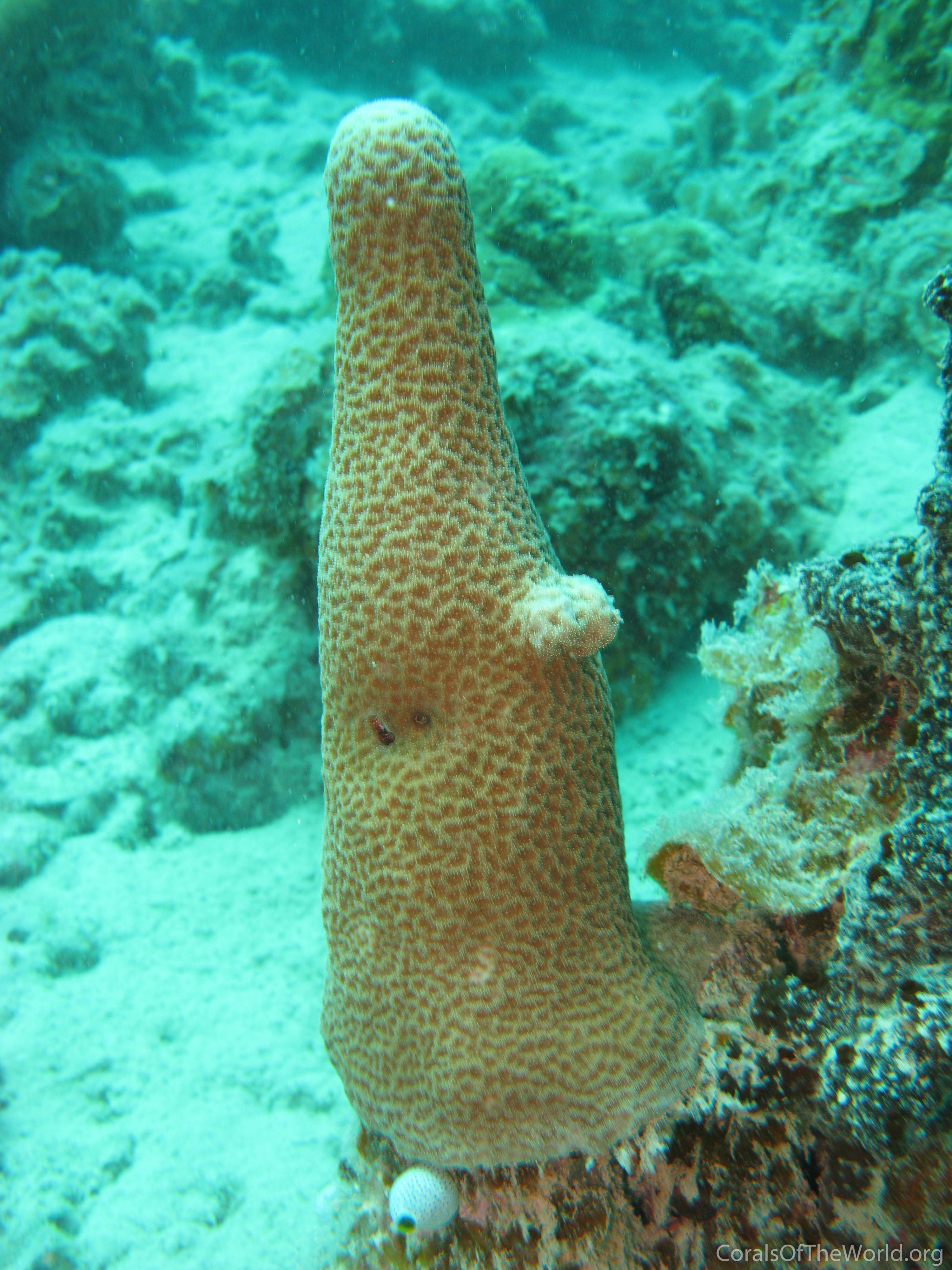 Image from Corals of the World: Psammocora digitata