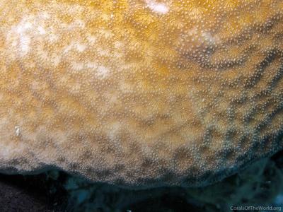 CotW: Psammocora digitata