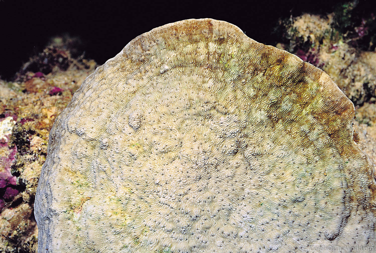 Image from Corals of the World: Psammocora explanulata