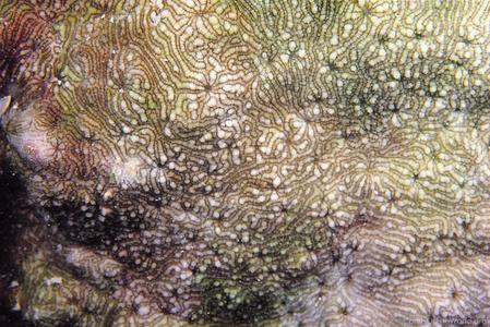 CotW preview: Psammocora explanulata